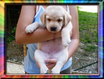 Belle(Cucciola femmina di 45 giorni)