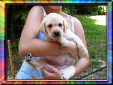 Brighitte(Cucciola femmina di 45 giorni)